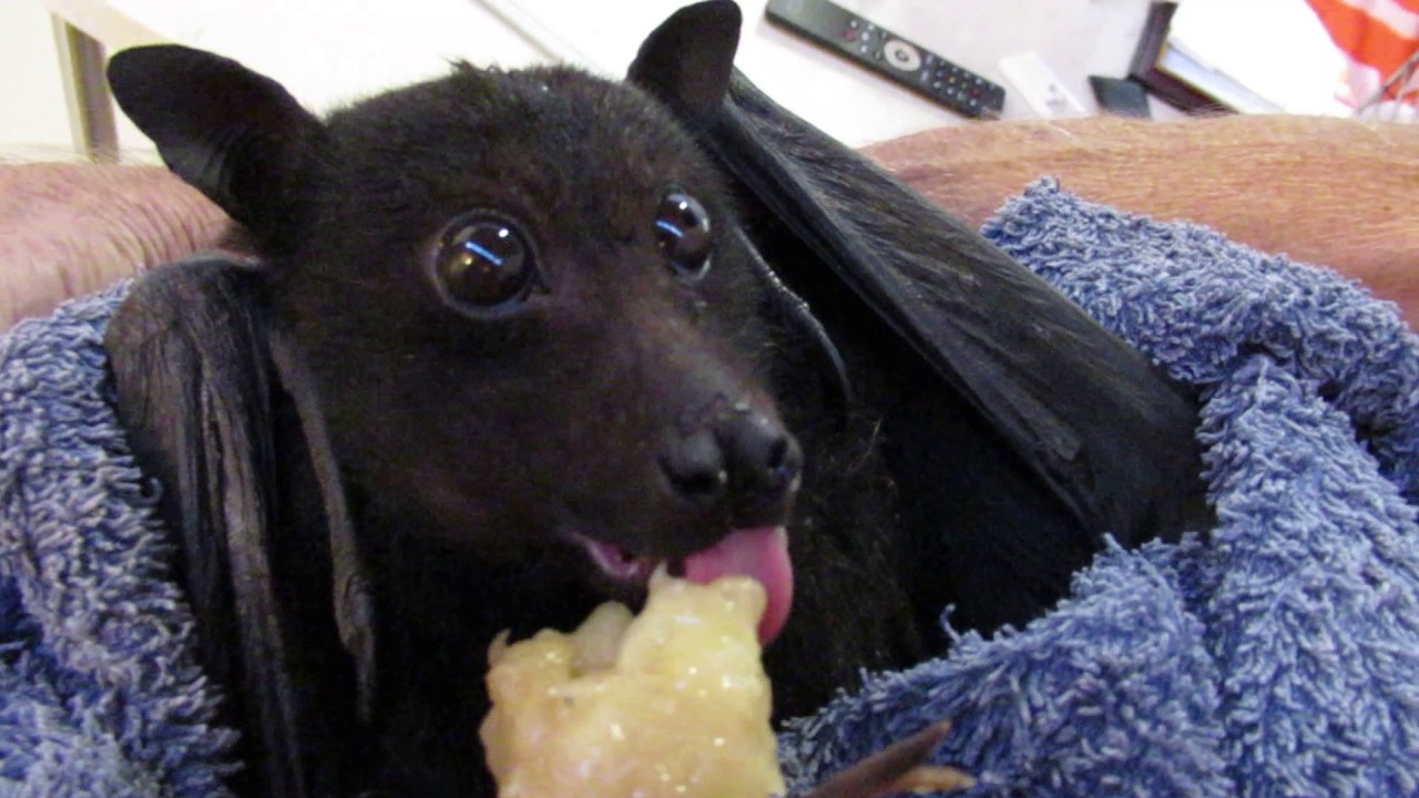 fruit bats as pets