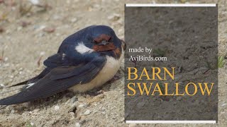 Barn Swallow Hirundo Rustica