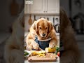 An orange cat falls from the sky, his dog friend cooks chicken soup to help him recover #shorts