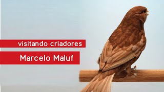 Visitando Criadores  Marcelo Maluf e sua criação de canários pasteis e mognos