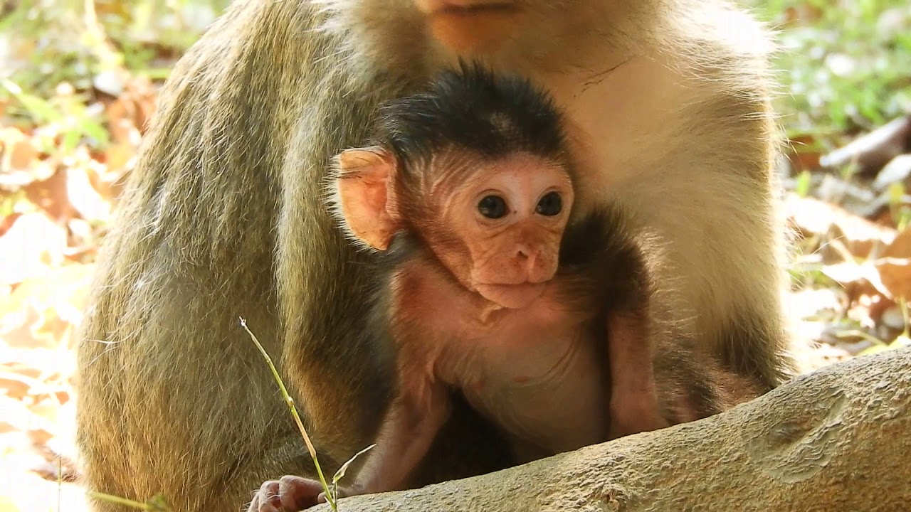 cute monkey pics Jan baby monkey -Animal baaby monkey