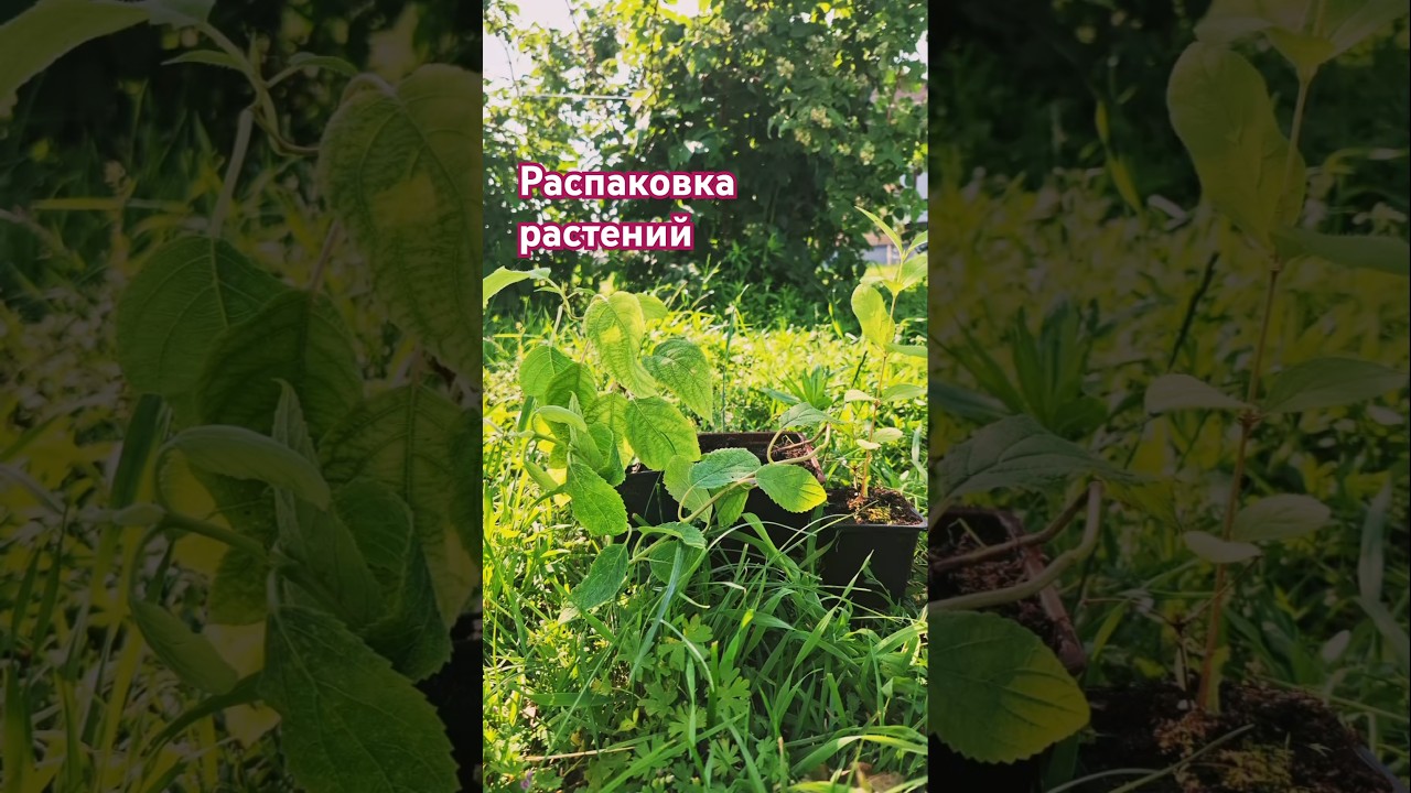 Распаковка растений 