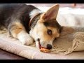 MAKING COOKIES FOR RESCUE DOGS - GIVING TUESDAY