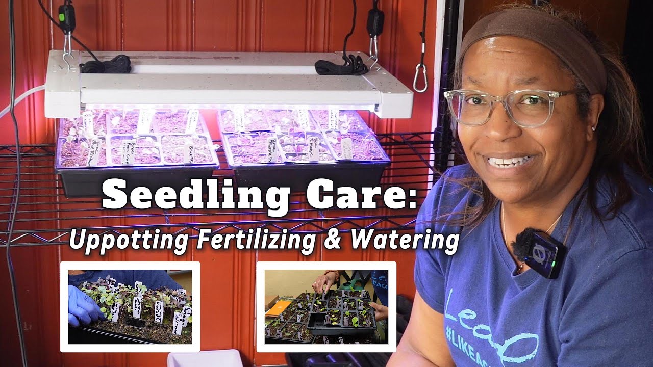 Уход за рассадой: пересадка, удобрения, полив и освещение.