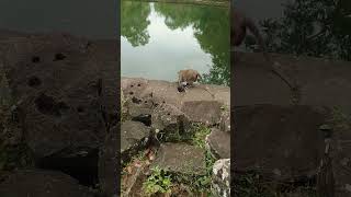 Pity Dead Baby Monkey .