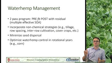 Waterhemp Management in Soybeans, Tips for 2018 Season