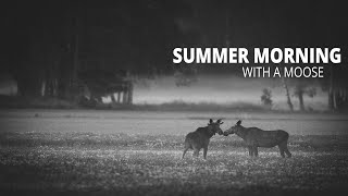 Summer morning with moose, Finland