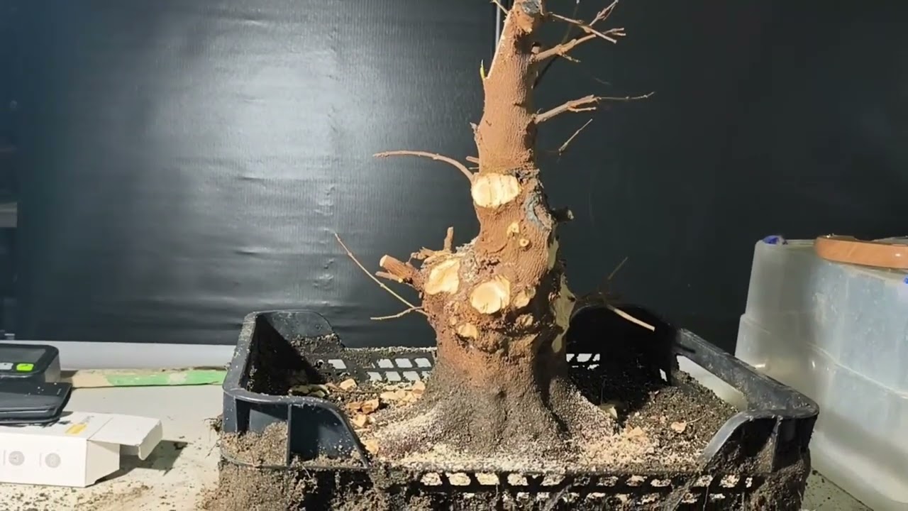 TRABAJO EN BURGEURIANO 2