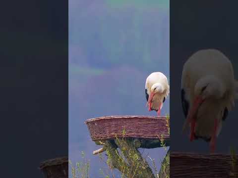 Vídeo: Ninho de cegonha. Onde e como as cegonhas constroem seus ninhos?