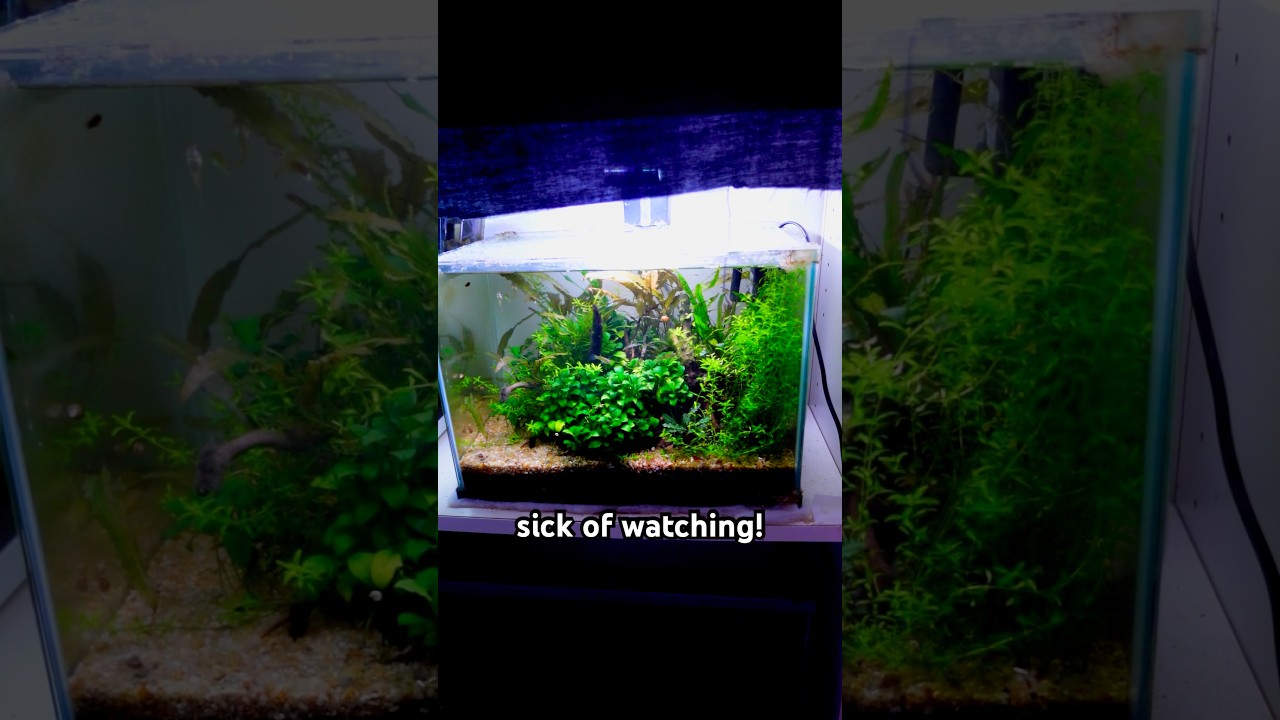 My Little Jungle Tank with RARE Inhabitants! 🐠 