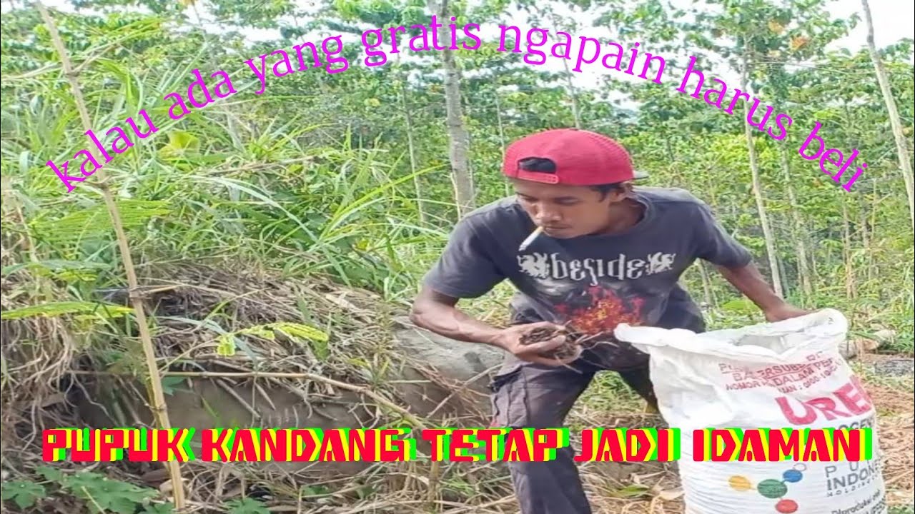 pupuk kandang tetap jadi idaman | sengon | albasia