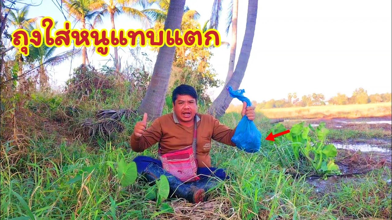 ดักหนูนาหาอยู่หากิน หมานสุดๆ ไม่นึกไม่ฝันจริงๆว่าหมายนี้จะยังมีตัวใหญ่และเยอะขนาดนี้หลงเหลืออยู่ 