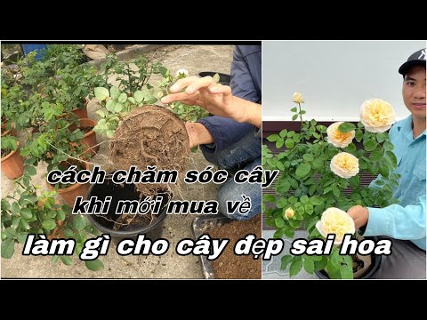 #2023 Cách chăm sóc hoa Hồng chậu nhỏ khi mới mua về.CHĂM SÓC HOA TẾT NGUYÊN ĐÁN.CHUẨN GARDEN TV