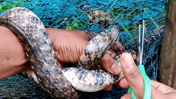 Snake Entangled in A Net!