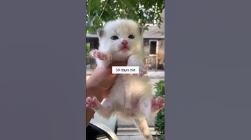 Cute Ragdoll Kitten Meowing #shorts #cat #kitten #catsoftiktok