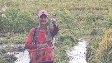 Miền tây một vụ lúa đầy ắp cá, bắt cá trê vàng mỏi tay