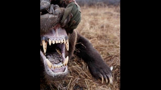 Yukon late season Grizzly Hunt with Widrig Outfitters 2010