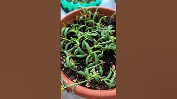 Successful propagation of string of bananas 😍#shorts #stringofbanana