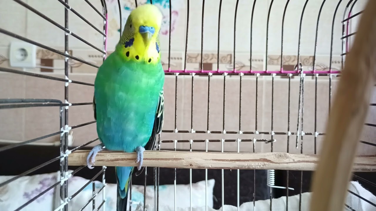 Her Gün Sadece 15 Dakika: Kuşunuzun Sağlığında Devrim Yaratın! ☀️🐤 Muhabbet kuşları D vitamini