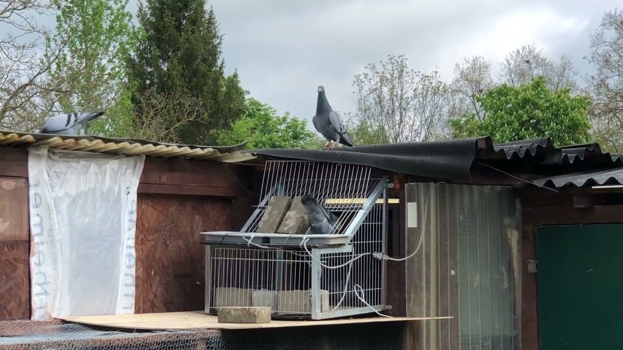 عودة الحمام من سباق 135 KM تاريخ 29.4.2023 والنتائج مرضية جدا الفرق ثلاث دقائق