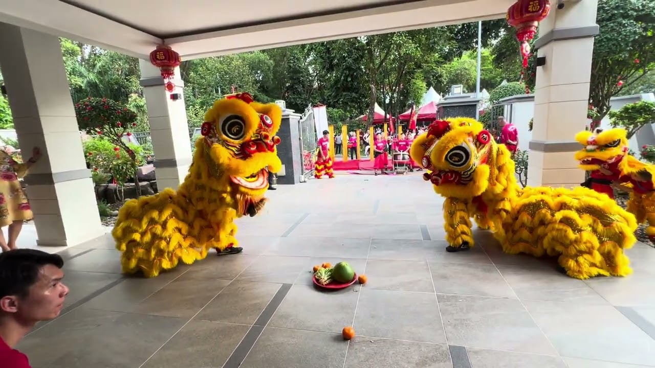 蔡李佛南胜体育会 #2026 #年初四 #liondance #传统+地青五福临门