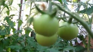 Томаты  Формируем томаты в теплице
