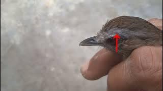 burung pelanduk semak jantan dan betina