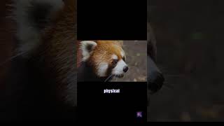 Red Panda - The Panda In Name | Part-1