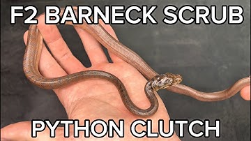 My First Ever F2 Scrub Python Babies! | Barneck Scrub Pythons
