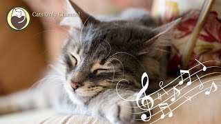 Peaceful Harp Music for Cats & Purring Sounds  Stress Relief, Relaxation, Sleep Music