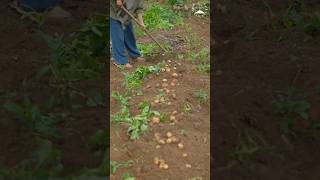4 Ways to Cook Fresh Potatoes