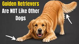 18 Hidden Facts About Golden Retrievers That 99 of Owners Never Notice