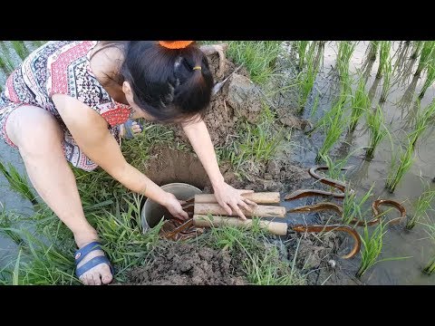 VN Daily - Beatiful girl The Eels Trap with Bamboo Tube in Vietnam | Vietnam Traditional Eel