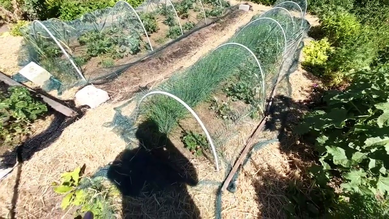 Novatool 4X Vogelnetze I 8 x 8 m I Grün I 10 x 10 mm, Auf mich machen sie einen guten Eindruck