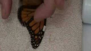 Live Monarch Foundation  How to fix a broken butterfly wing