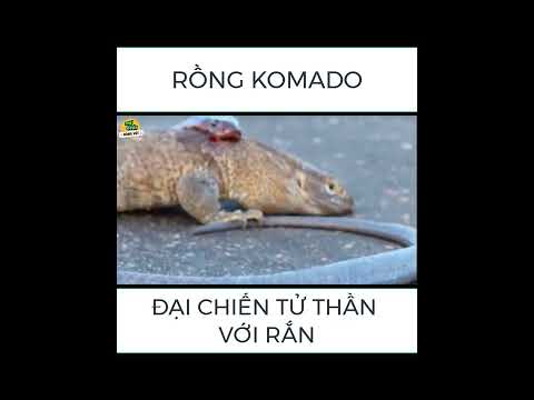 Video ????Rồng Komado Đại Chiến Tử Thần Với Rắn Hổ Mang Chúa... - youtube