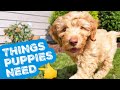 NEW PUPPY?👉 Do THESE 3 Things 🐶 Let's talk puppy food, pet insurance & training secret!