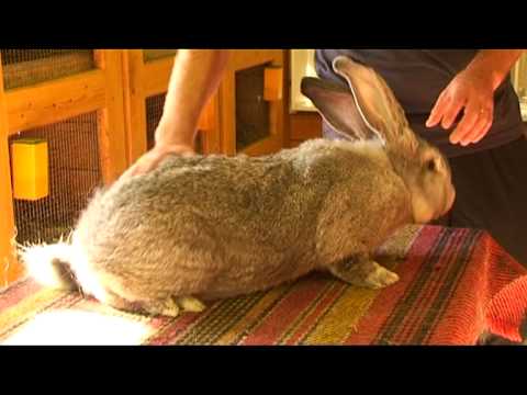 Video: Obrovský činčila králik