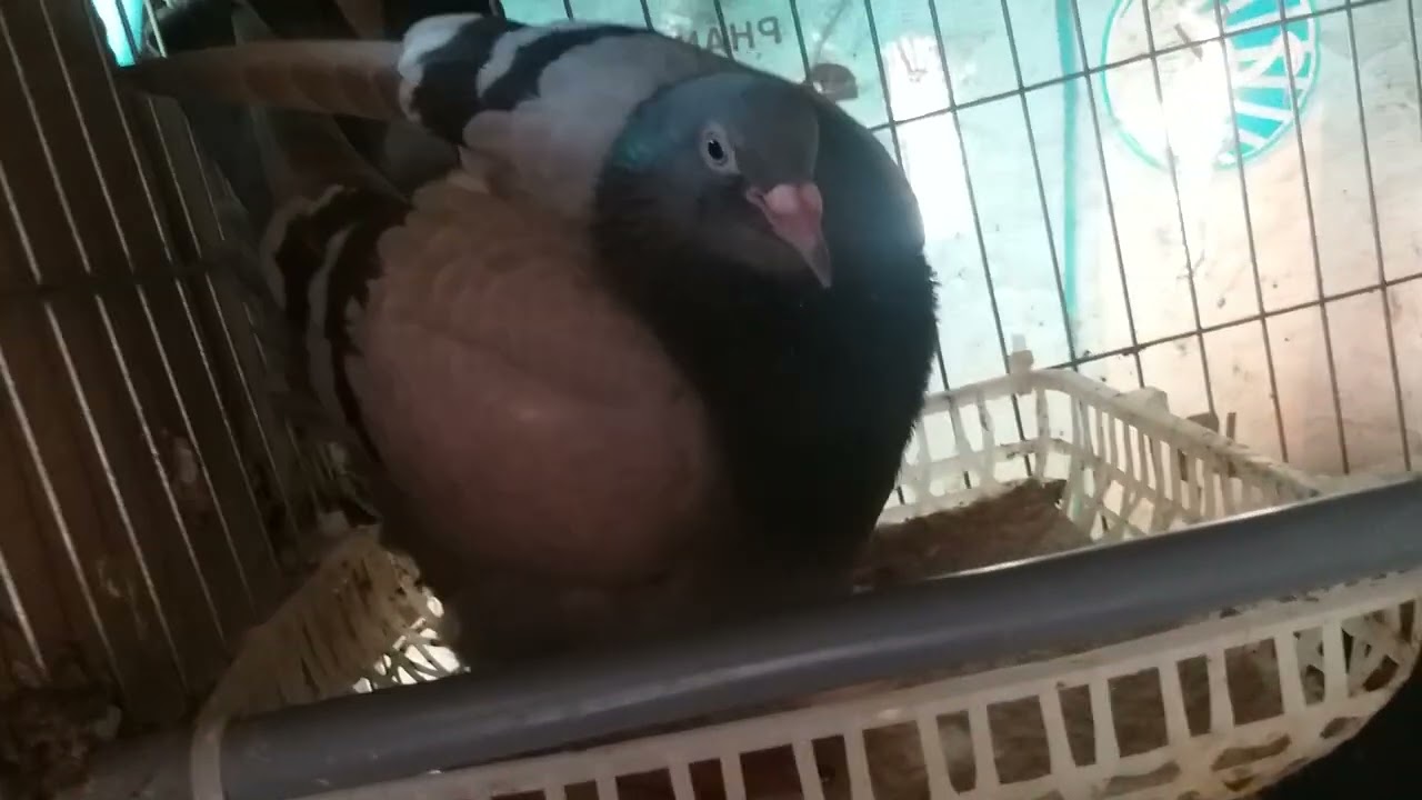 trại giống bồ câu minh trí chia sẽ về quy trình cho ra bồ câu giống (0944995527)