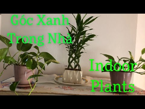 House PLANT DECORATIONS and ADVANTAGES | Goc XANH Trong Nha