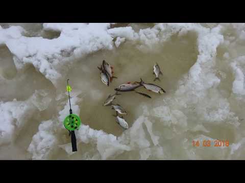 просто с удочкой на водоем №46 - 12-14 марта 2018г д.Богданово рыбалка на Десногорском водохранилище