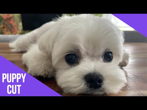 DAY WITH A BEAUTIFUL PUPPY ❤️ ASIAN FUSION CUT & GROOMING