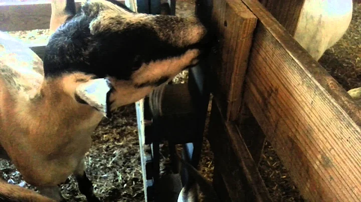 Funny smart goat unlocks gate