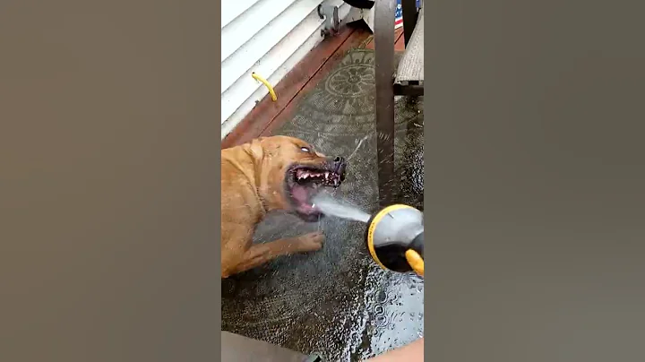 Funny dog moments