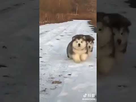 chow chow husky puppy