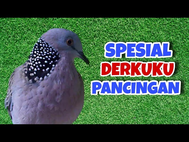 Derkuku Gacor Suara Enak, Bagus Banget Buat Pancingan class=