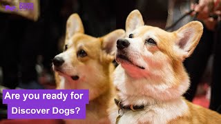 Are you ready for Discover Dogs ? | Discover Dogs by The Kennel Club 479 views 1 year ago 35 seconds