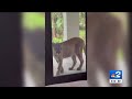 Florida panther peers through window in Golden Gate Estates home