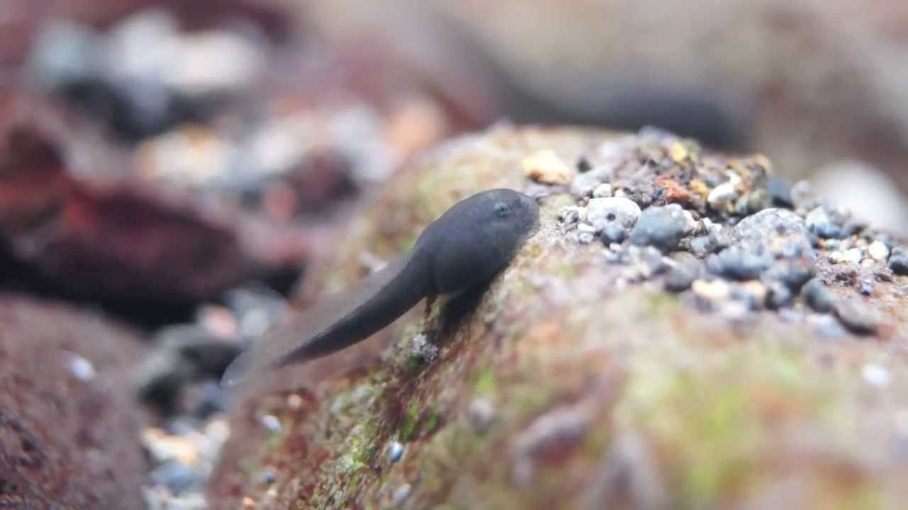 カジカガエルの飼育方法 鳴き声 生息地 オタマジャクシなど 爬虫類両生類データベース