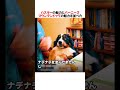 ハスキーの魅力とバーニーズマウンテンドッグの魅力を並べてみた結果ｗｗｗｗｗ
